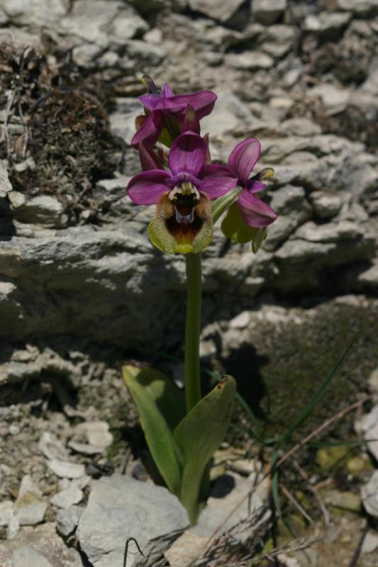 Ophrys tenthredinifera, 16 mai 2004, Erro (Navarre)