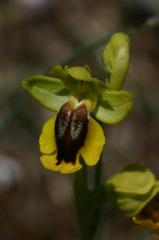 Ophrys lutea, 16 mai 2004, Erro (Navarre)