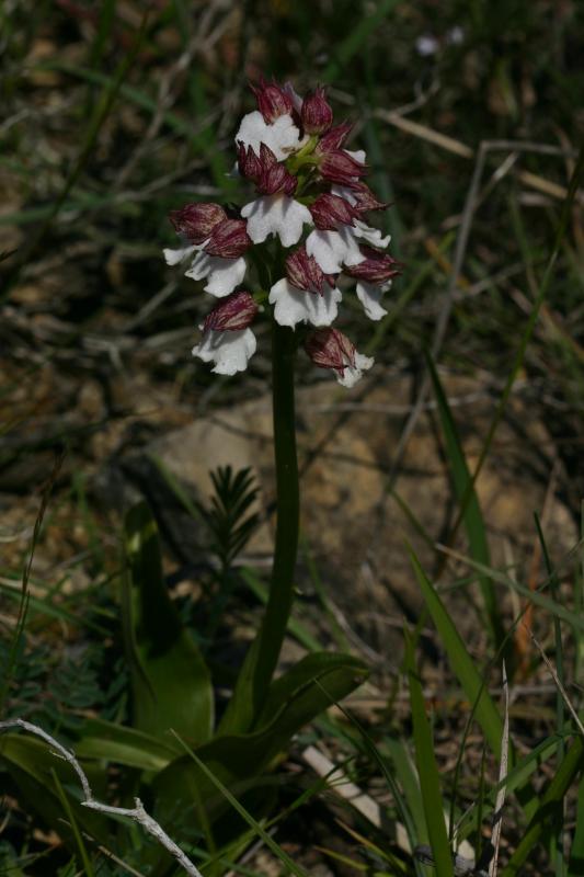 Orchis purpurea, 16 mai 2004, Erro (Navarre)
