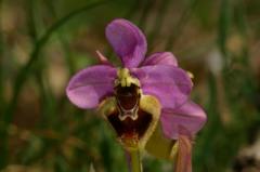 Ophrys tenthredinifera, 23 mai 2004, Erro (Navarre)