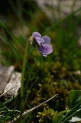 Viola palustris, 25 mai 2004, Bious Artigue (64)