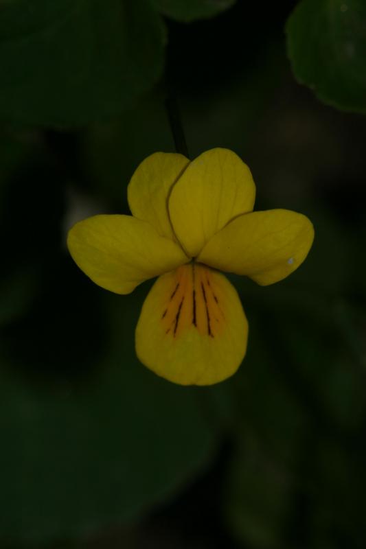 Viola biflora, 1 aot 2004, Ossau (64)