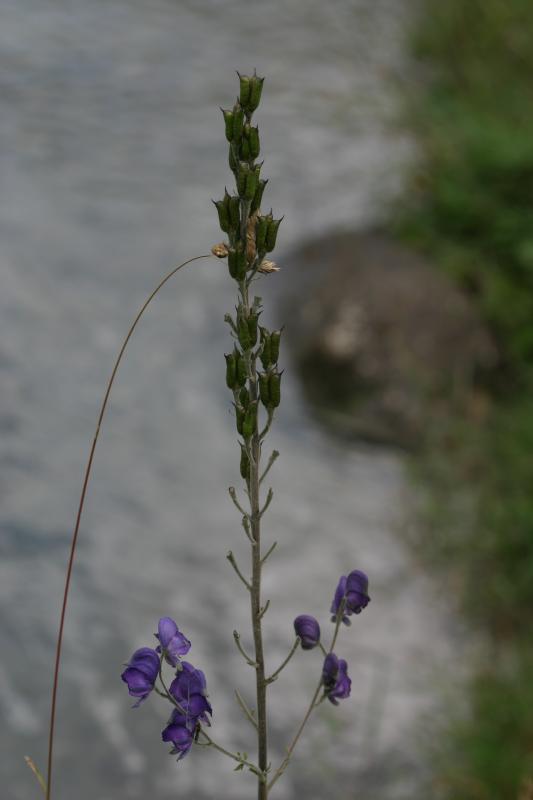 Aconitum napellus, 18 aot 2004, Gavarnie (65)