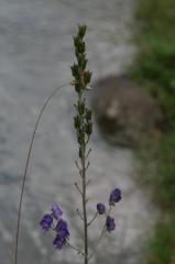 Aconitum napellus, 18 août 2004, Gavarnie (65)