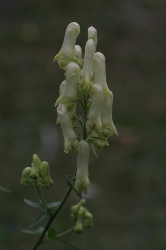 Aconitum vulparia, 18 août 2004, Gavarnie (65)