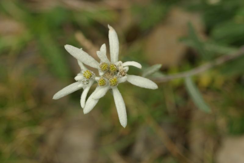 Leontopodium alpinum, 18 aot 2004, Gavarnie (65)