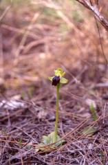 Ophrys bilunulata, 18 mars 1999, Prades le Lez (34)