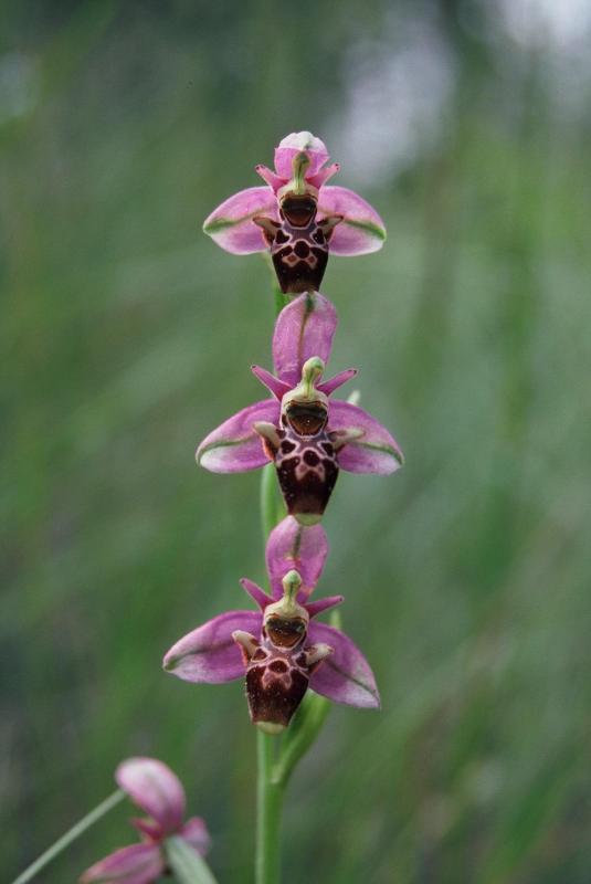 Ophrys scolopax, 21 mai 1999 Prades le Lez (34)