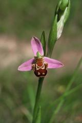 Ophrys apifera, 15 mai 1999 Prades le Lez (34)