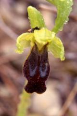 Ophrys bilunulata, 25 mars 2000, Prades le Lez (34)
