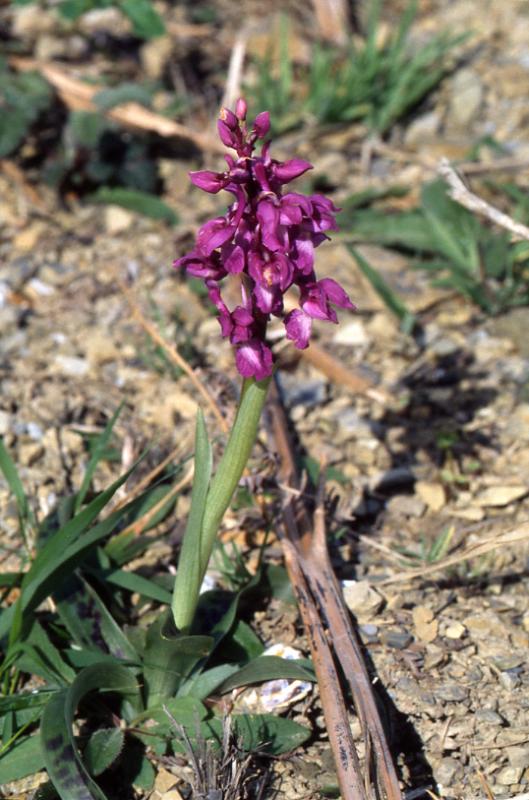 Orchis mascula, 25 mars 2001 Holzarte (64)