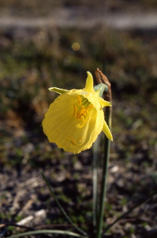 Narcissus bulbocodium, 25 fvrier 2001, Morcenx (40)