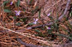 Viola lactea, 15 avril 2001, Morcenx (40)
