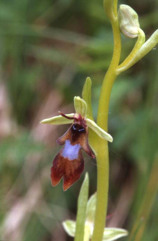 Ophrys insectifera, 22 avril 2001 Sud du Gers (32)
