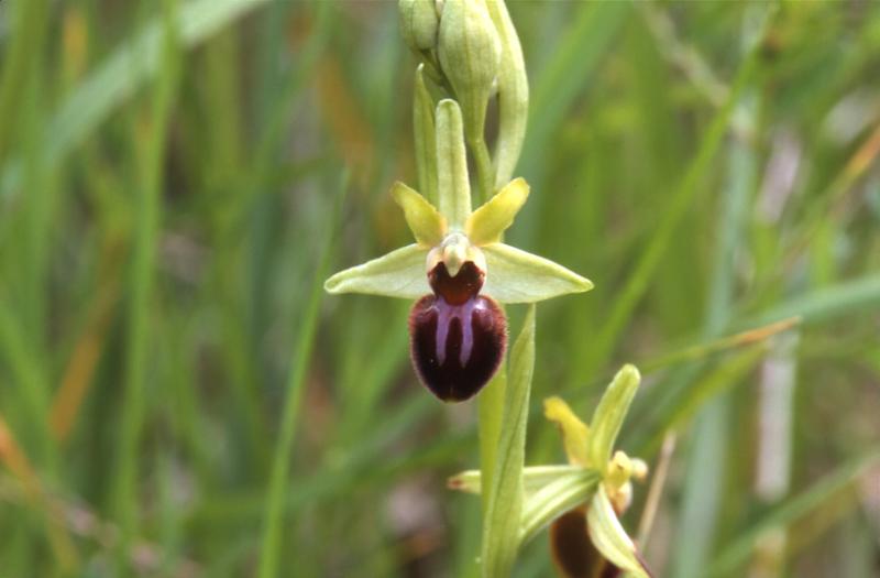 Ophrys sphegodes, 22 avril 2001 Sud du Gers (32)