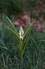Cephalantera longifolia, 20 avril 2001 St Martin d'Oney (40)