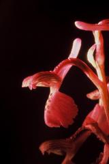 Orchis morio, 29 avril 2001 Morcenx (40)