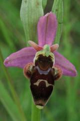 Ophrys scolopax, 22 avril 2001 sud du Gers (32)