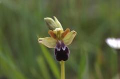 Ophrys vasconica, 22 avril 2001 sud du Gers (32)