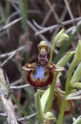 Ophrys ciliata, 06 mai 2001 Erro (Navarre)