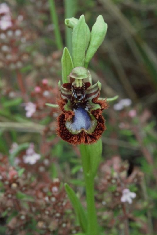 Ophrys ciliata, 06 mai 2001 Erro (Navarre)