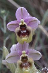 Ophrys tenthredinifera, 06 mai 2001 Erro (Navarre)