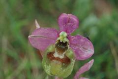 Ophrys tenthredinifera, 06 mai 2001 Erro (Navarre)