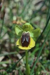 Ophrys lutea, 08 mai 2001 Erro (Navarre)