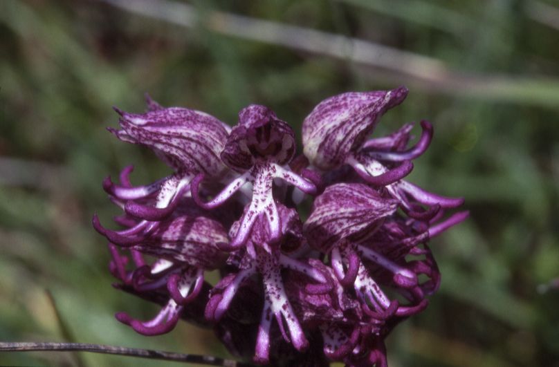 Orchis x angusticruris, 08 mai 2001 Erro (Navarre)
