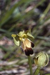 Ophrys fusca, 08 mai  2001 Erro (Navarre)