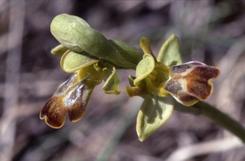 Ophrys fusca, 24 mars 2002 Erro (Navarre)