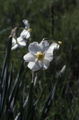 Narcissus tazetta, 21 avril 2002, Bellegarde (32)
