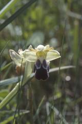 Ophrys vasconica, 21 avril 2002 sud du Gers (32)