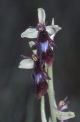 Ophrys insectifera, 02 mai 2002 Bellegarde (32)