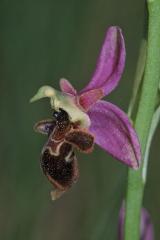 Ophrys scolopax, 02 mai 2002 Bellegarde (32)