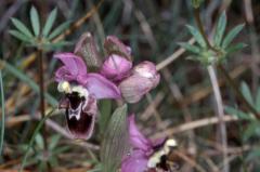 Ophrys x composita, 09 mai 2002 Erro (Navarre)