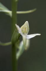 Platanthera bifolia, 03 mai 2002 Tursan (40)