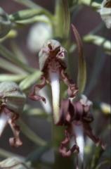 Himantoglossum hircinum, 
