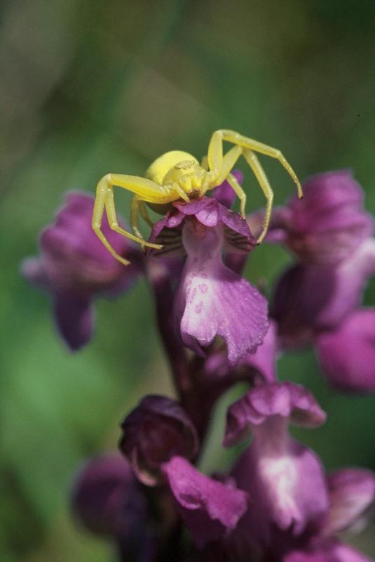  , 19 mai 2002 Erro (Navarre)
Erreur de camouflage : Araignée crabe sur Orchis morio