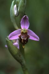 Ophrys apifera, 26 mai 2002 Hendaye (64)