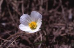 Ranunculus pyrenaeus, 20 mai 2002, Bious Artigues (64)