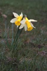 Narcissus pseudonarcissus, 30 mai 2002, Bious Artigues (64)