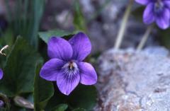 Viola riviniana, 30 mai 2002, Lacs d'Ayous (64)