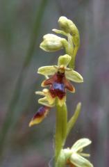 Ophrys aymoninii, 1 juin 2002 La Malène (48)