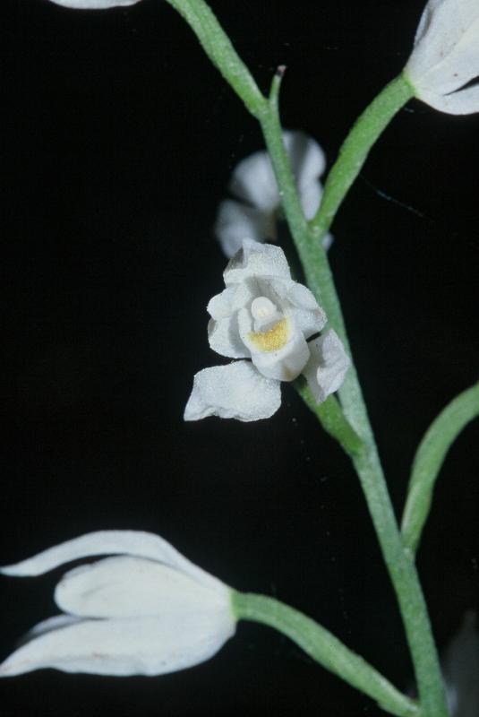 Cephalantera longifolia, 1 juin 2002 La Malne (48)