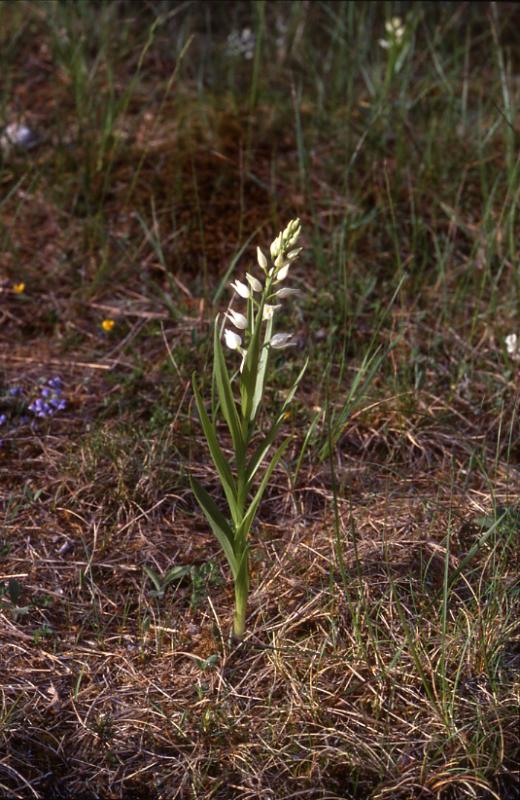 Cephalantera longifolia, 1 juin 2002 La Malne (48)