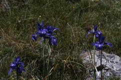 Iris latifolia, 18 Juillet 2002 Somport (64)
