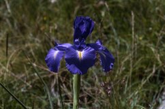 Iris latifolia, 18 Juillet 2002 Somport (64)