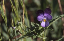 Viola tricolor, 