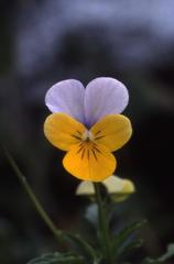 Viola tricolor, 